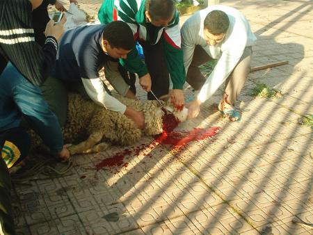3ami 3mar